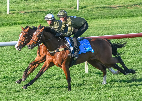 Lot 215: Frosted (USA) / De Sea Eagle